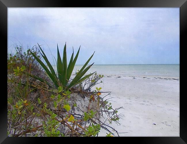 FLORIDA BEACH Framed Print by dale rys (LP)