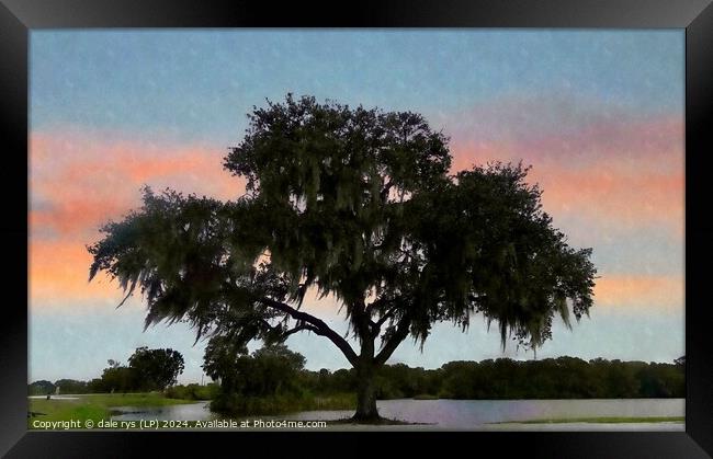 lone tree florida Framed Print by dale rys (LP)