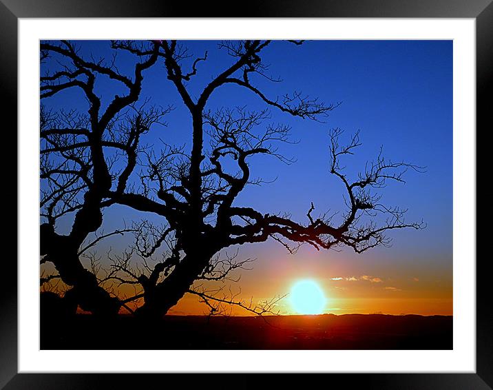 moody tree Framed Mounted Print by dale rys (LP)