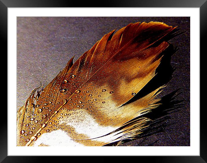 BIRDS FEATHER Framed Mounted Print by dale rys (LP)