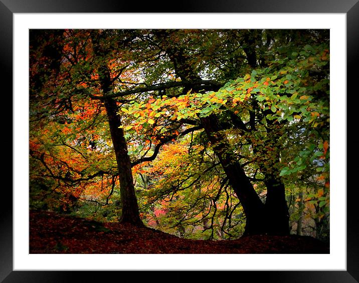 THE WOODS Framed Mounted Print by dale rys (LP)