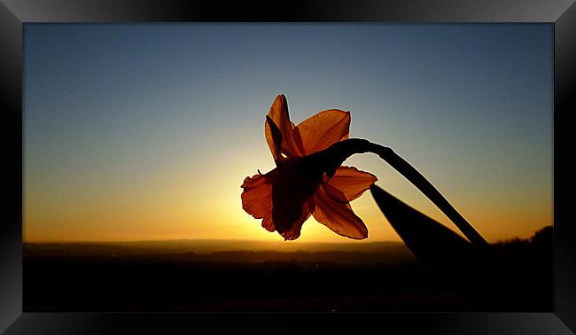 DAFFODIL SUNSET Framed Print by dale rys (LP)