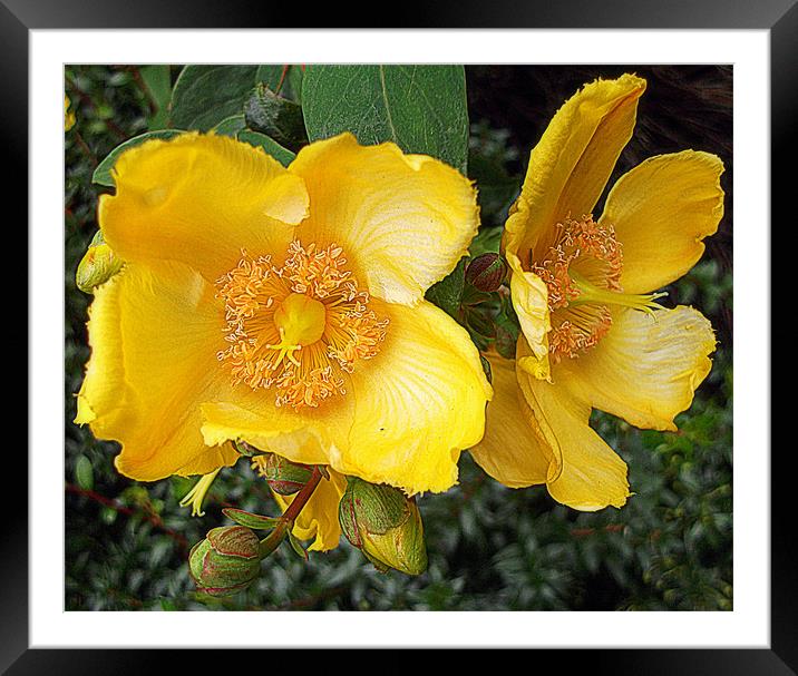 flora yellow Framed Mounted Print by dale rys (LP)