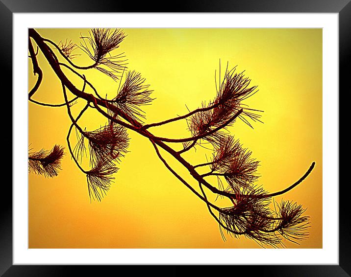beautifull in yellow Framed Mounted Print by dale rys (LP)