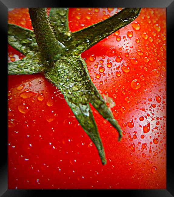 juicy tomato Framed Print by dale rys (LP)