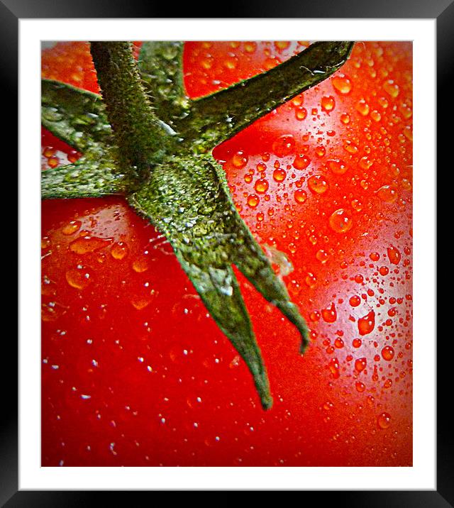 juicy tomato Framed Mounted Print by dale rys (LP)