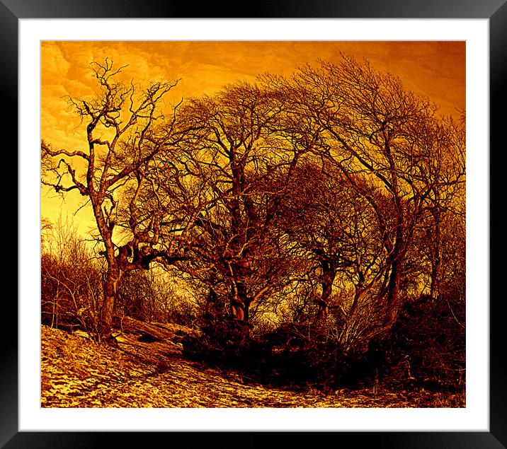 early morning woods Framed Mounted Print by dale rys (LP)