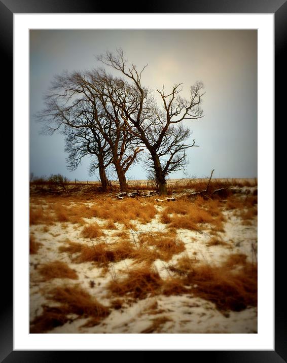 three trees Framed Mounted Print by dale rys (LP)