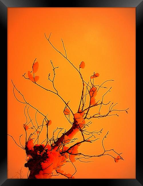 winter tree Framed Print by dale rys (LP)