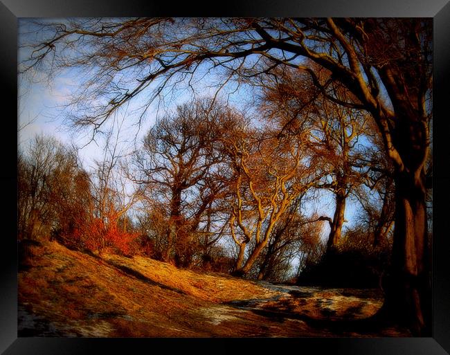 winter woods Framed Print by dale rys (LP)