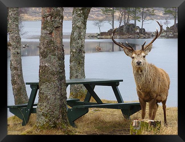 deer,oh deer 2 Framed Print by dale rys (LP)