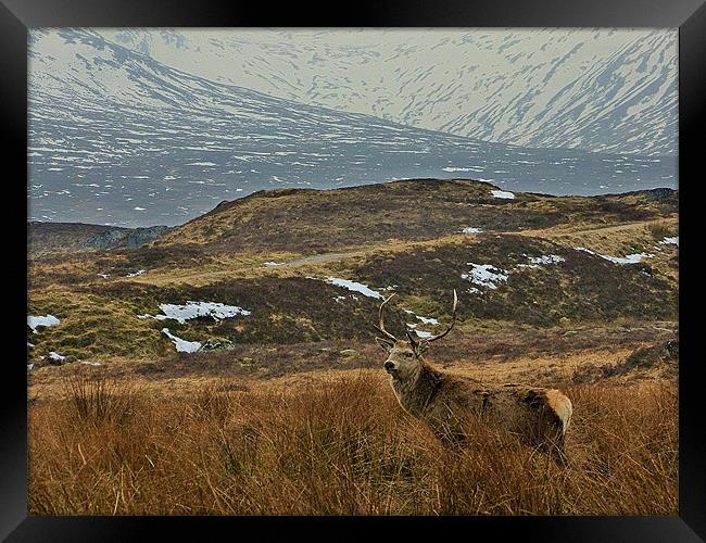 deer country Framed Print by dale rys (LP)