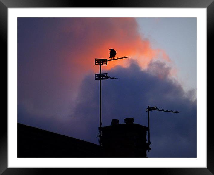 lone crow Framed Mounted Print by dale rys (LP)