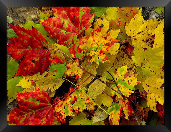 nature color Framed Print by dale rys (LP)