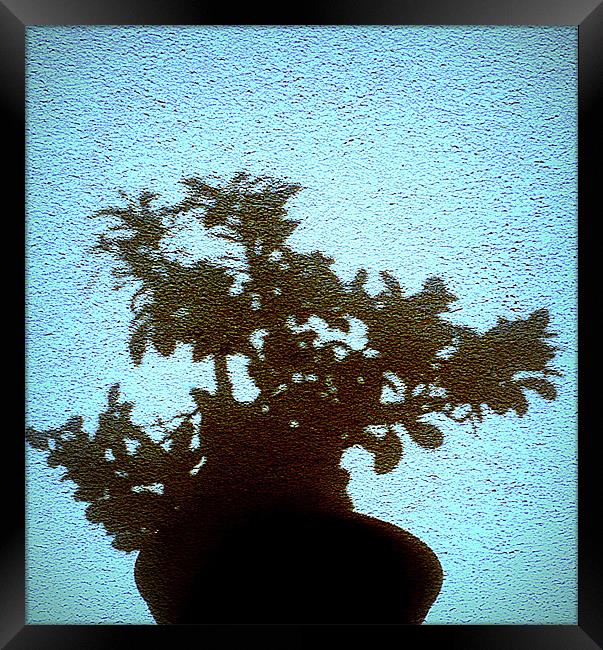 bonsai Framed Print by dale rys (LP)