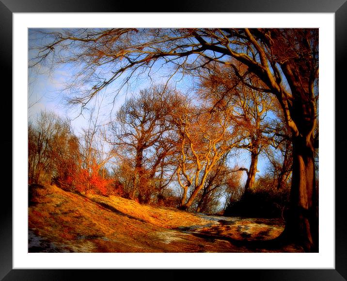 winter woods Framed Mounted Print by dale rys (LP)