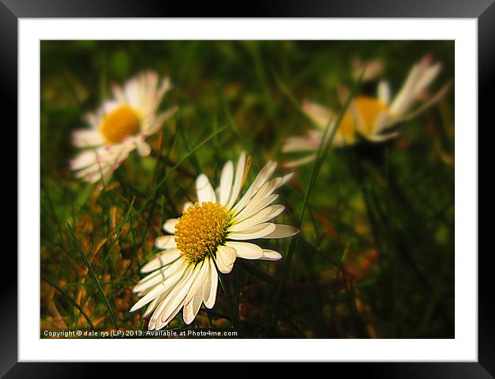 daisys2 Framed Mounted Print by dale rys (LP)