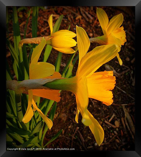 daffs in the wild Framed Print by dale rys (LP)