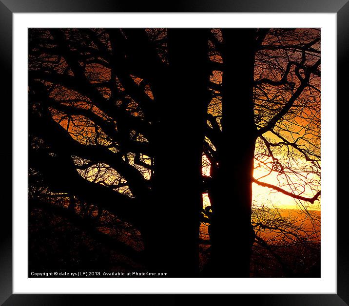 the trees Framed Mounted Print by dale rys (LP)