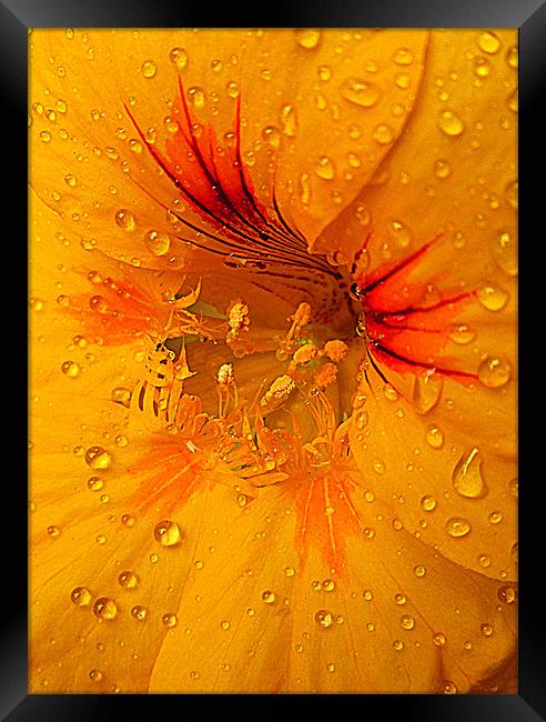 droplets of nature Framed Print by dale rys (LP)