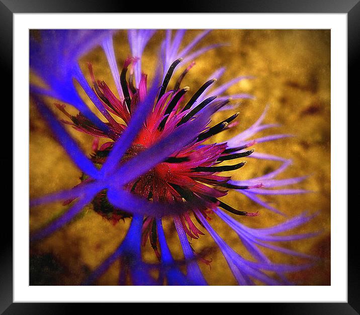 nature at its best2 Framed Mounted Print by dale rys (LP)