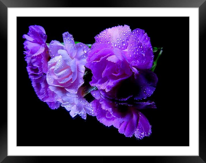 purple3 Framed Mounted Print by dale rys (LP)