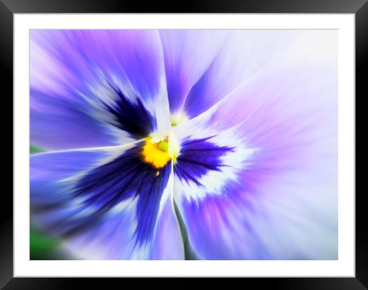 pansy purple Framed Mounted Print by dale rys (LP)
