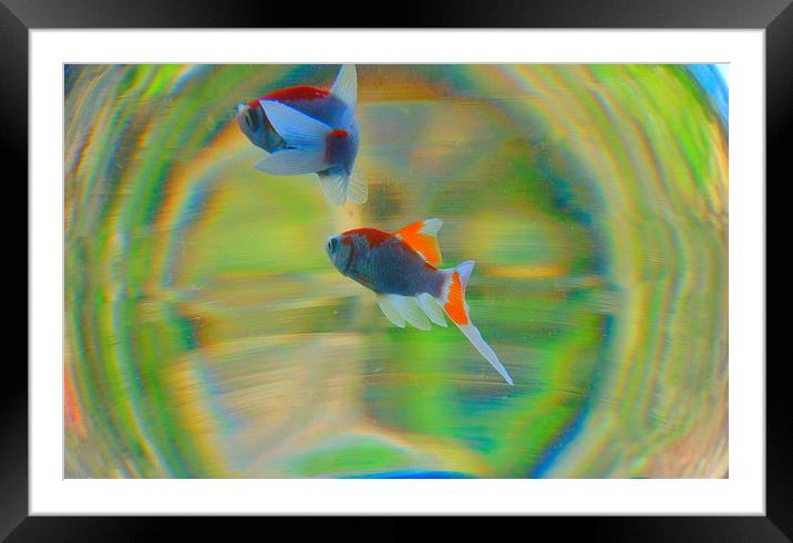 fish life in color Framed Mounted Print by dale rys (LP)