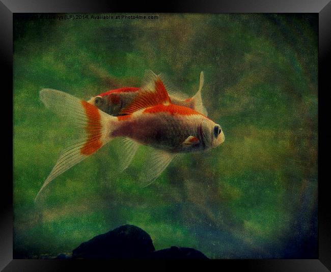 fish life Framed Print by dale rys (LP)