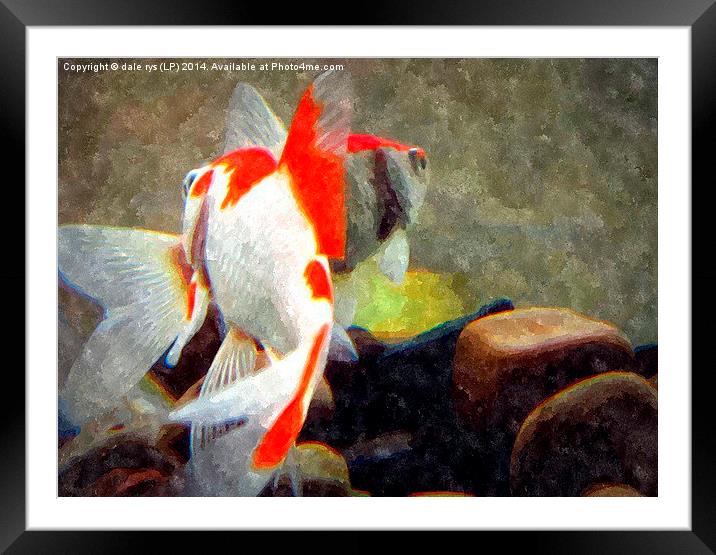 watercolor fish Framed Mounted Print by dale rys (LP)