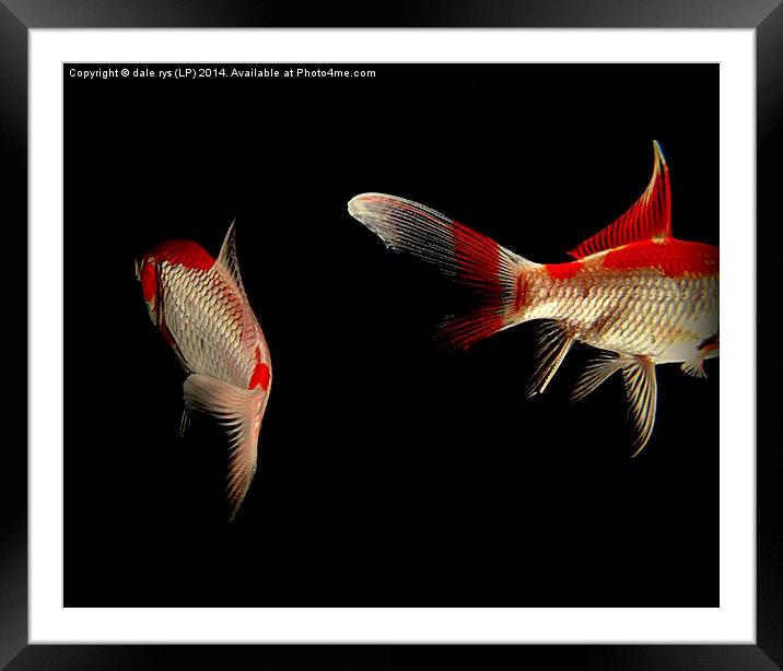 just the 2 of us... Framed Mounted Print by dale rys (LP)