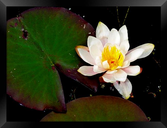 water lily Framed Print by dale rys (LP)