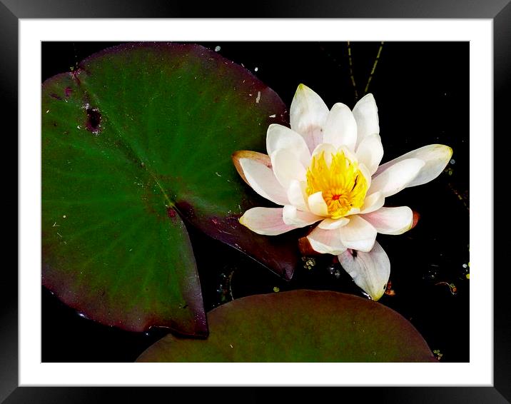 water lily Framed Mounted Print by dale rys (LP)