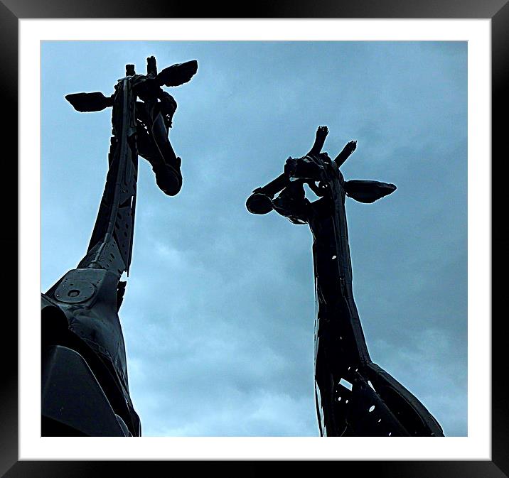  edinburgh's 2 giraffe's Framed Mounted Print by dale rys (LP)