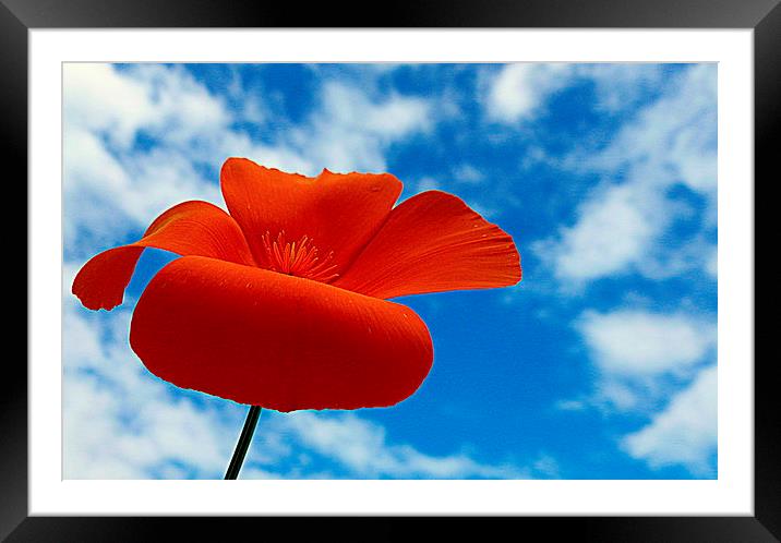 orange,white and blue Framed Mounted Print by dale rys (LP)