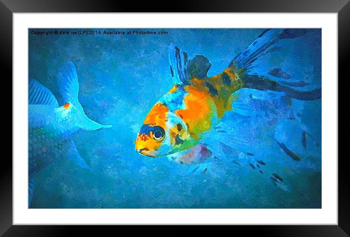  fish eye Framed Mounted Print by dale rys (LP)