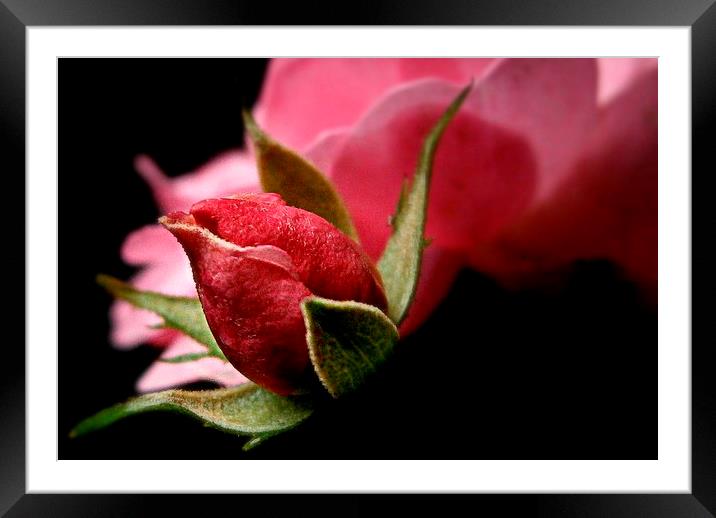  rose bud Framed Mounted Print by dale rys (LP)