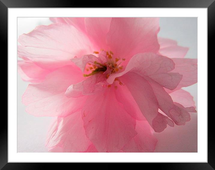  soft in pink Framed Mounted Print by dale rys (LP)
