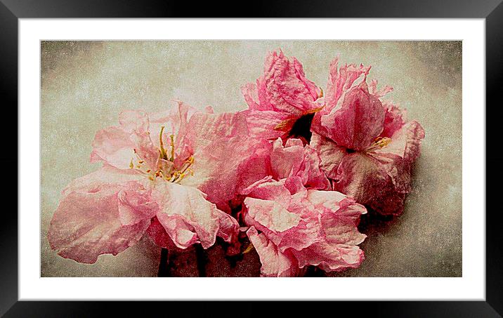  blossom closeup Framed Mounted Print by dale rys (LP)
