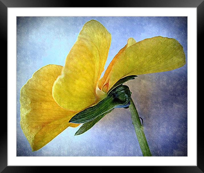  closeup yellow  Framed Mounted Print by dale rys (LP)