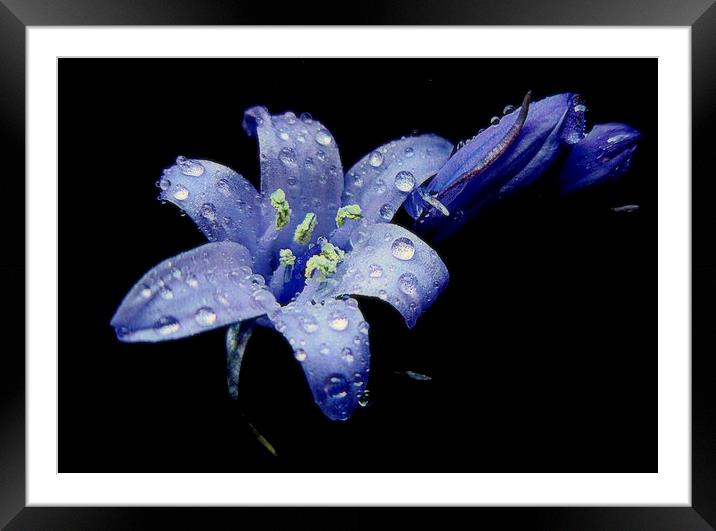  bluebells in the rain  Framed Mounted Print by dale rys (LP)