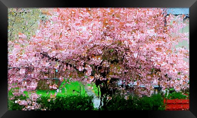  cherry blossom tree in storm Framed Print by dale rys (LP)