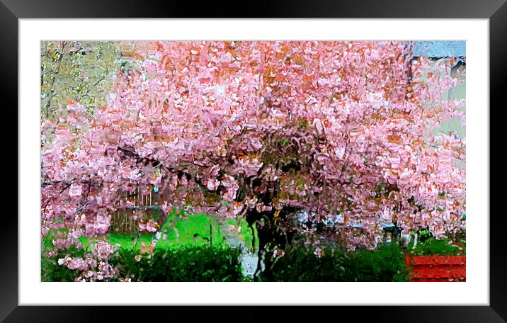  cherry blossom tree in storm Framed Mounted Print by dale rys (LP)