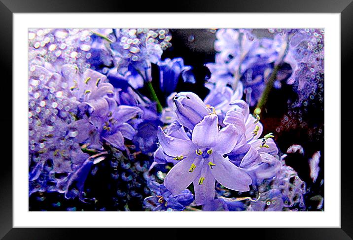  bluebells in the rain  Framed Mounted Print by dale rys (LP)