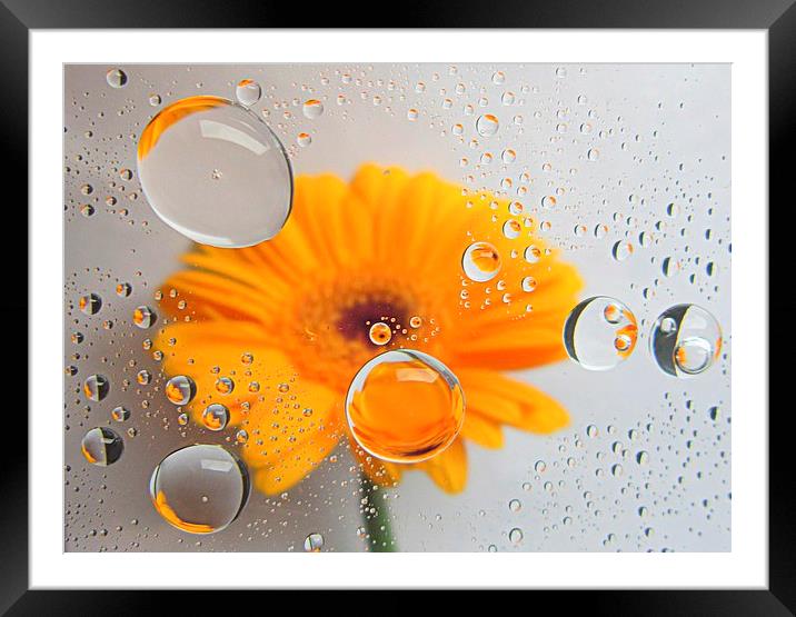  yellow flora Framed Mounted Print by dale rys (LP)