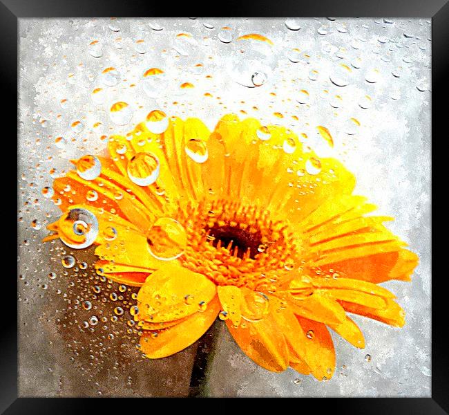  yellow flora  Framed Print by dale rys (LP)