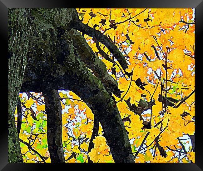  fall shot with alittle color.... Framed Print by dale rys (LP)