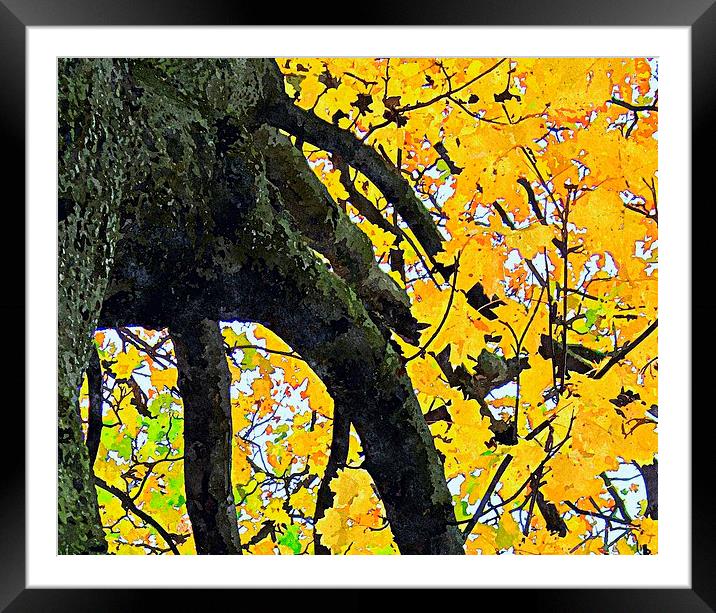  fall shot with alittle color.... Framed Mounted Print by dale rys (LP)