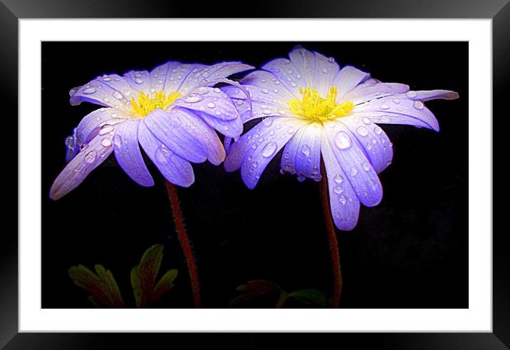 morning dew Framed Mounted Print by dale rys (LP)
