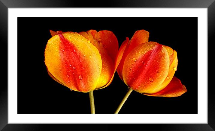 tulips in contrast Framed Mounted Print by dale rys (LP)